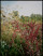 Image of Noma’s Garden